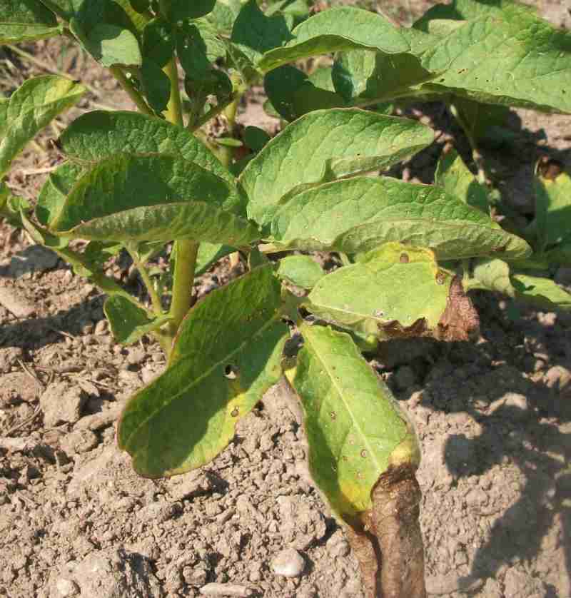 70k - brown potato leaf tip